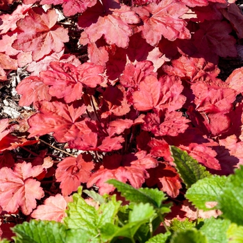 Heuchera 'Magma' 