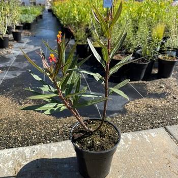 Asclepias curassavica