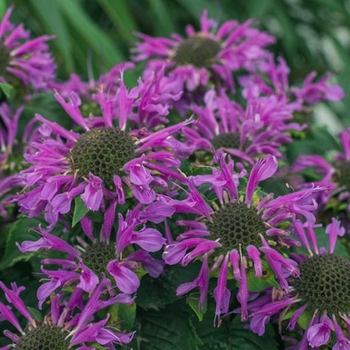 Monarda 'Monard0044' PP30505P2