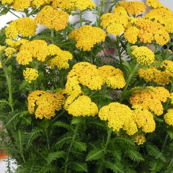 Achillea millefolium 'Skysail Yellow' 