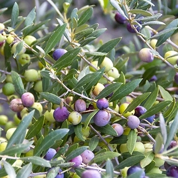 Olea europaea 'Arbequina' 