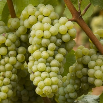Vitis vinifera 'Chardonnay' 
