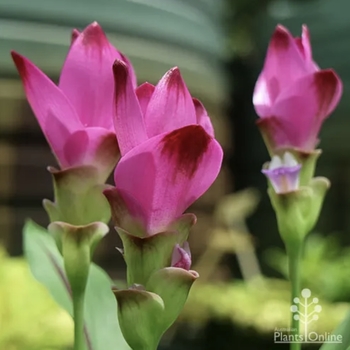 Curcuma alismatifolia 'Splash' PP25124