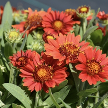 Gaillardia 'Paprika' 