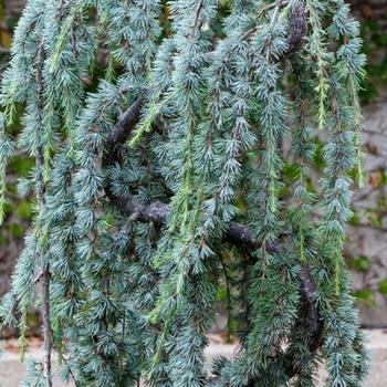 Cedrus atlantica 'Glauca Serpertine' 