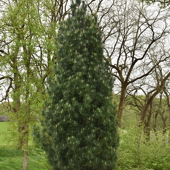 Pinus strobus 'Fastigiata'