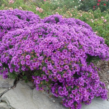 Aster novae-angliae 'Purple Dome' 