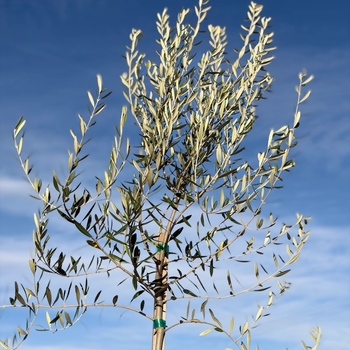 Olea europaea 'Fruitless' 