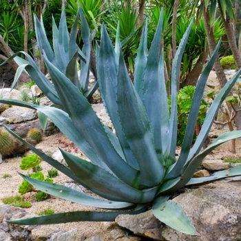 Agave tequiliana