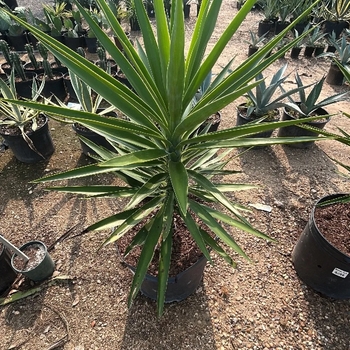 Yucca elephantipes