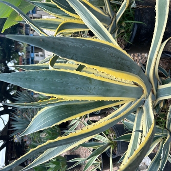 Aloe 