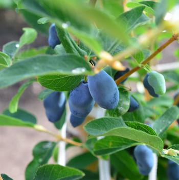 Lonicera caerulea 'Borealis' 