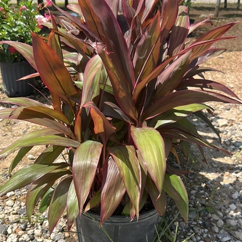 Cordyline fruticosa