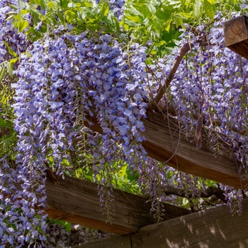 Wisteria sinensis 'Cooke's Purple&trade;' USPP18407P2