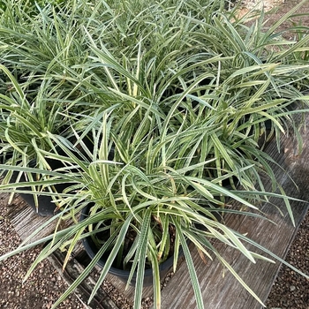 Liriope muscari 'Super Blue' 
