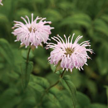 Monarda 'Beauty of Cobham' 