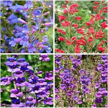 Penstemon barbatus 'Rondo' 