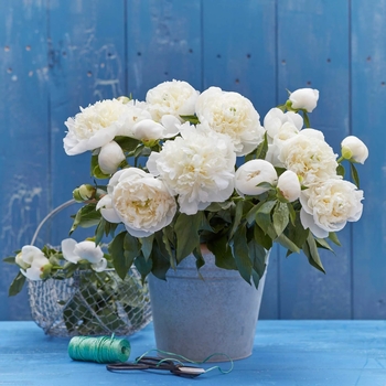 Paeonia 