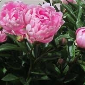 Paeonia lactiflora 'Walter Faxon' 