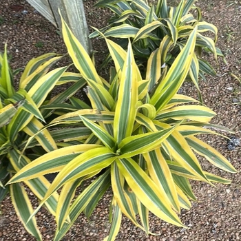 Dracaena reflexa