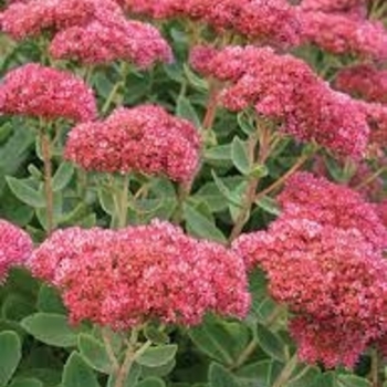 Sedum 