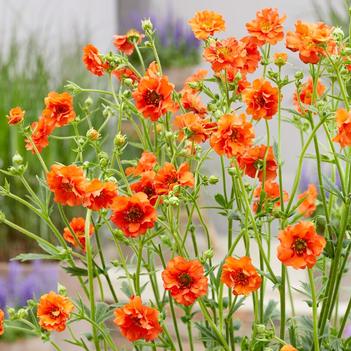 Geum 'Miss Clementine' 