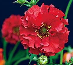 Geum 'Red Dragon' 
