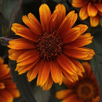 Heliopsis helianthoides 'Summer Eclipse' 