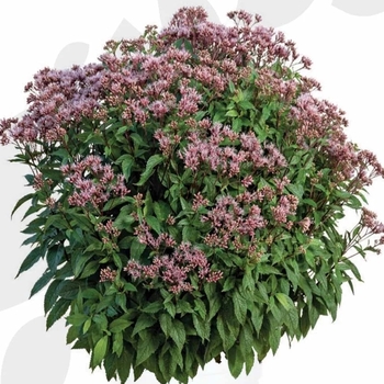Eupatorium dubium 'Little Pye' 