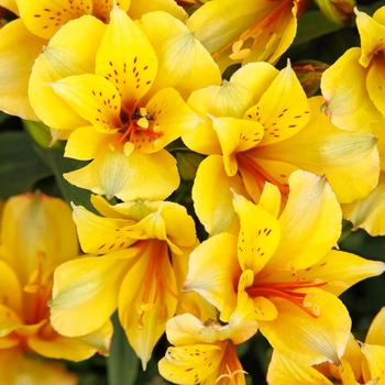 Alstroemeria 'Zaprilisa' PPAF