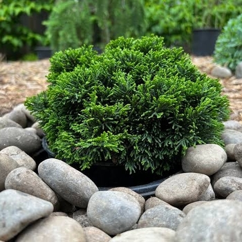 Chamaecyparis obtusa 'Just Dandy'