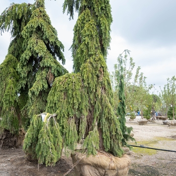 Picea glauca var. densata