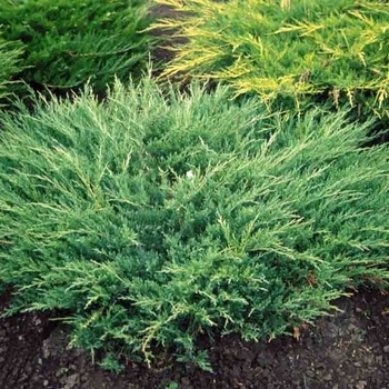 Juniperus horizontalis 'Plumosa Compacta' 