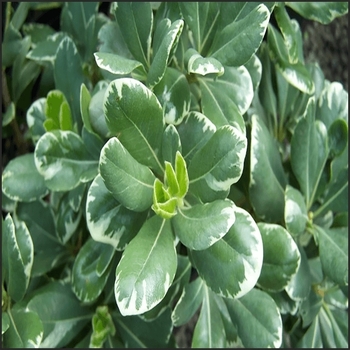 Pittosporum tenuifolium