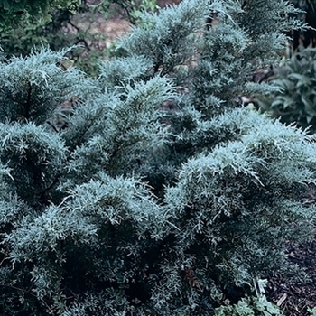 Juniperus chinensis 'Angelica Blue'