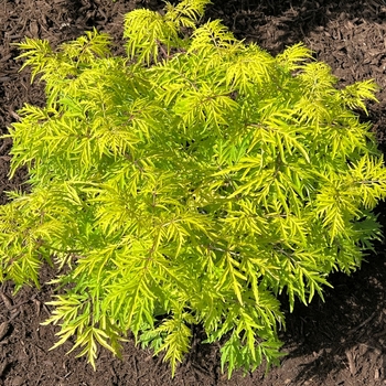 Sambucus racemosa