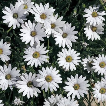 Osteospermum 'Avalanche' PP22705