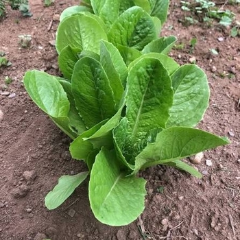 Lactuca sativa 'Parris Island (Cos)'