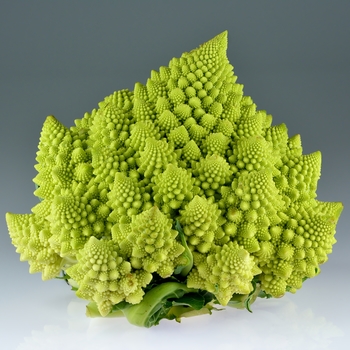 Brassica oleracea 'Romanesco' 