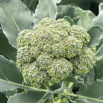 Brassica 