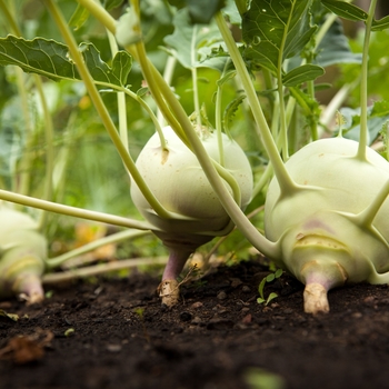 Brassica oleracea