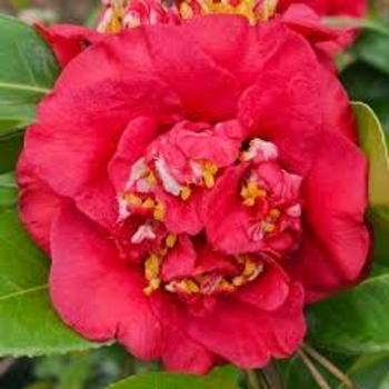 Camellia japonica 'April Tryst' 