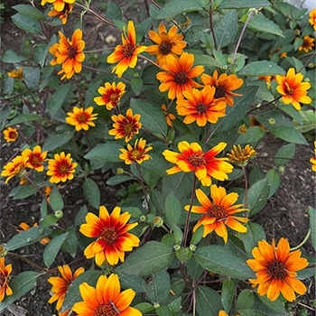 Heliopsis helianthoides 'Summer Eclipse' 