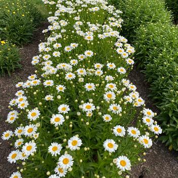 Leucanthemum x superbum 'Supra' 
