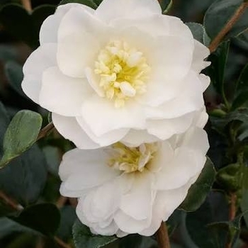 Camellia sasanqua 'Autumn Rocket'