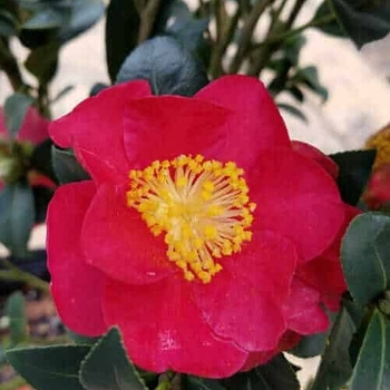 Camellia sasanqua 'Yuletide'