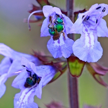 Salvia lyrata