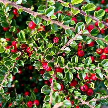 Cotoneaster salicifolius 'Scarlet Leader'