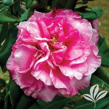Camellia x vernalis 'Egao Corkscrew' 