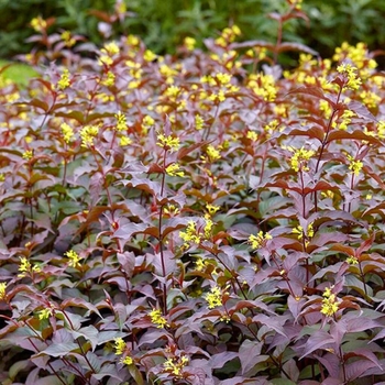 Diervilla rivularis 'Troja Black'